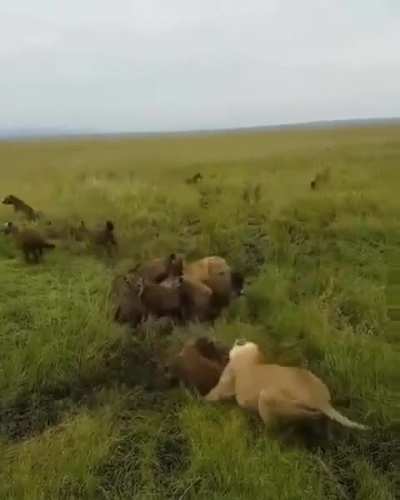 How did the lion main not take any damage?