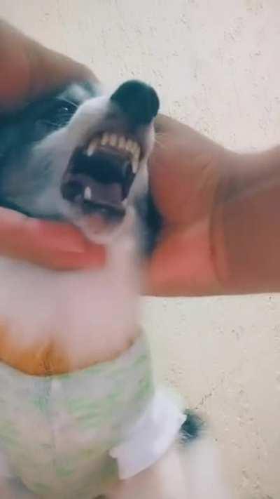 O verdadeiro cachorrinho fia da p$#a