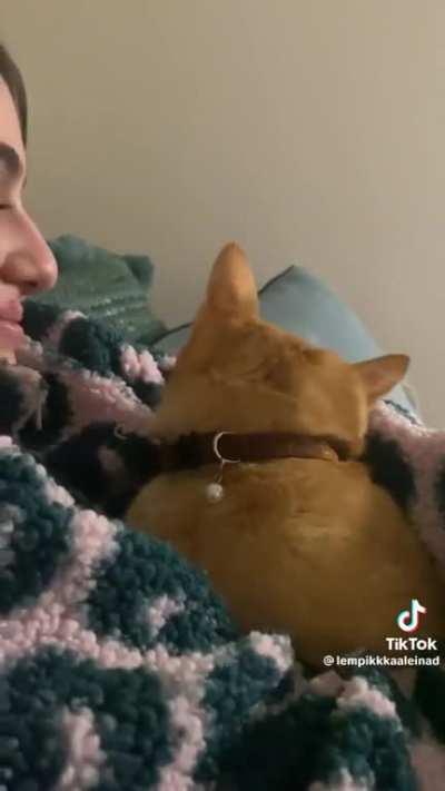 Orange cat is afraid of new ceiling fan