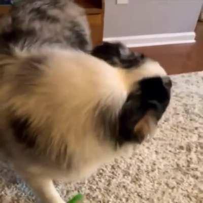 It's called a guilty dog test. The guilty dog can't look straight at the object broken