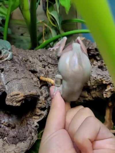 dumbass tries to consume worm, fails miserably and almost dies