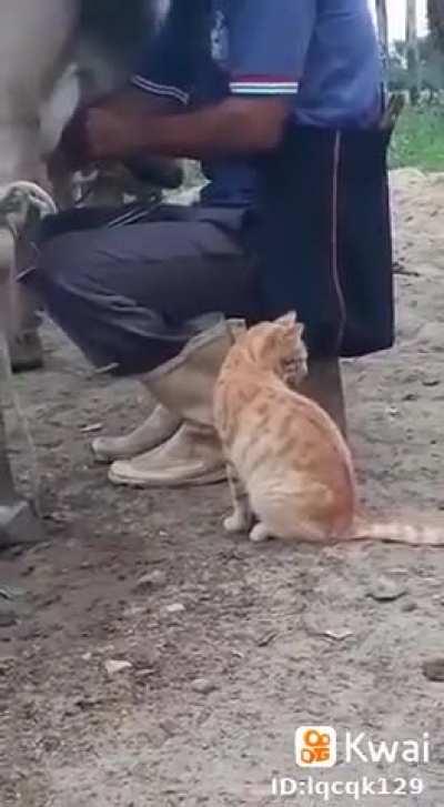 
Hold my catnip while I drink some fresh milk
