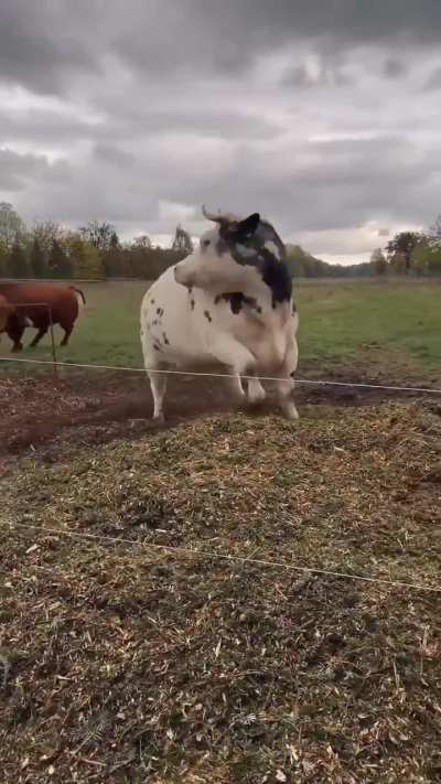 Excited about the leaf pile