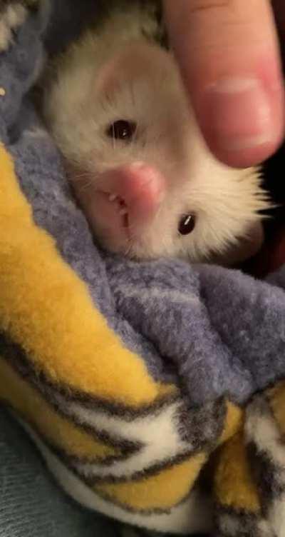 I wish a guy would look at me the way Penelope does 😩