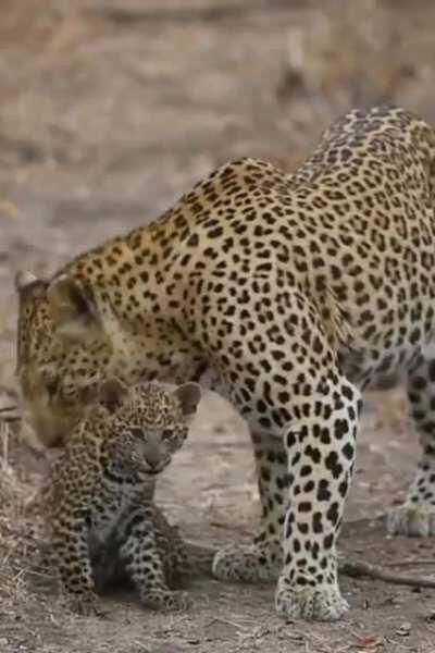 Wild Leopard Mom And Her Cub