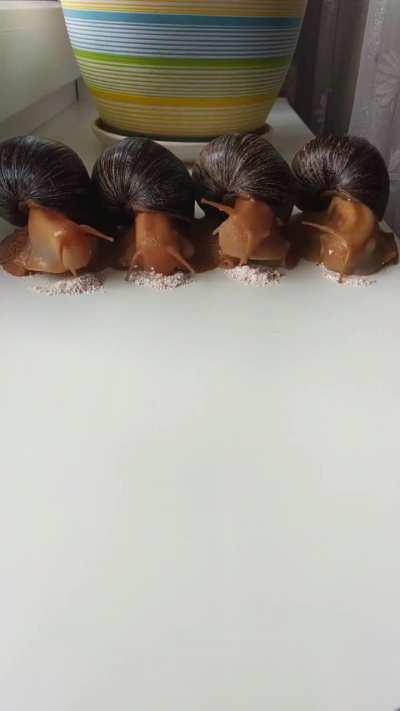 The snails are hungry 