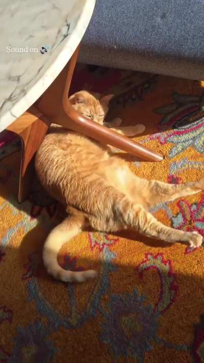 Maurice’s extended version