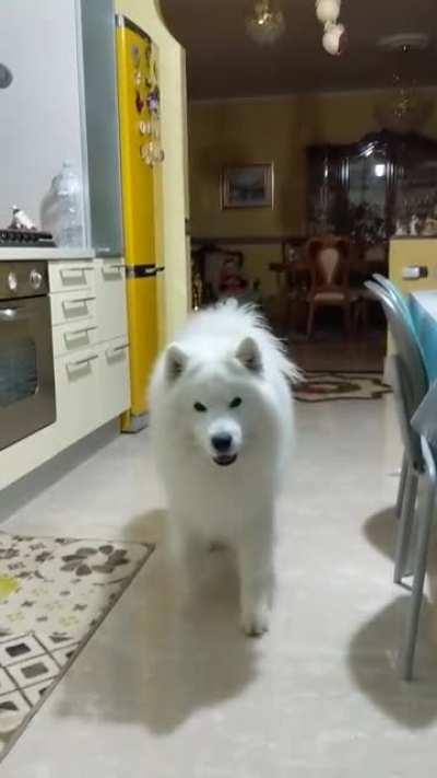 I teachey my dog the Battlefield Theme when we are going to go for a walk!