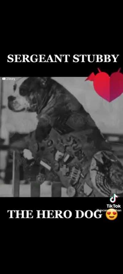 “Sergeant Stubby”…war dog