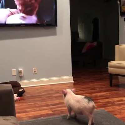 Higgy the Piggy watching a movie