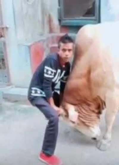 bull vs human