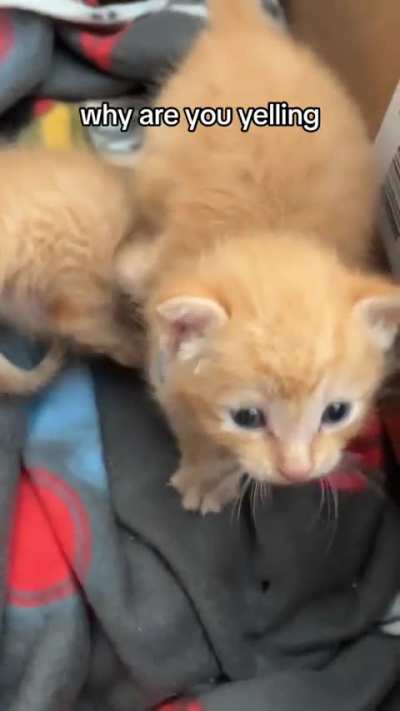 Kitten feels like arguing (TikTok: pain.and.panic.cats)