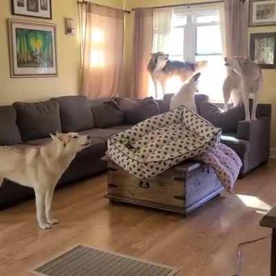 Huskys in a nutshell