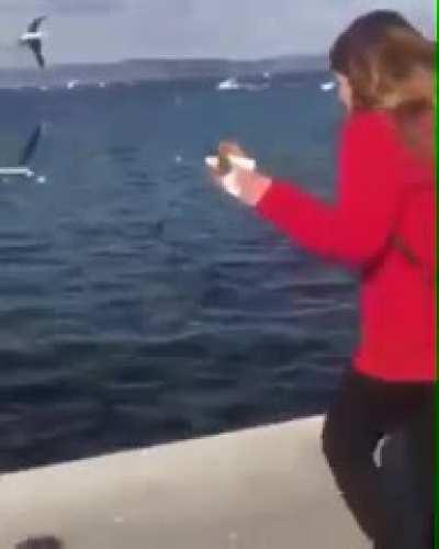 Losing Concentration And Feeding Your Phone To The Birds Instead Of The Bread