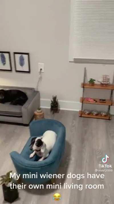 A mini living room for miniature dachshunds.