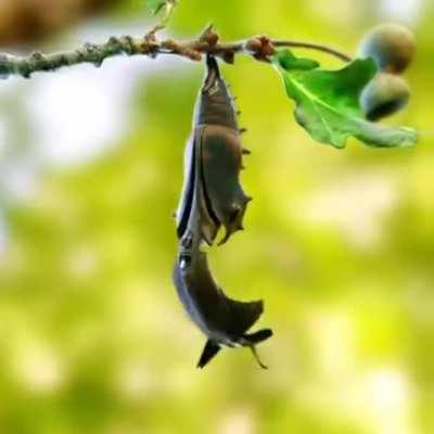 How are f-15 made, nature is beautiful.