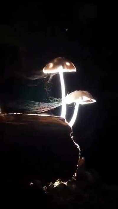 🔥 mushrooms releasing their spore into the night