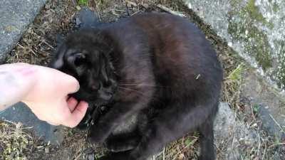 This little Void decided we are friends now. Can't tell which one of us is happier about it