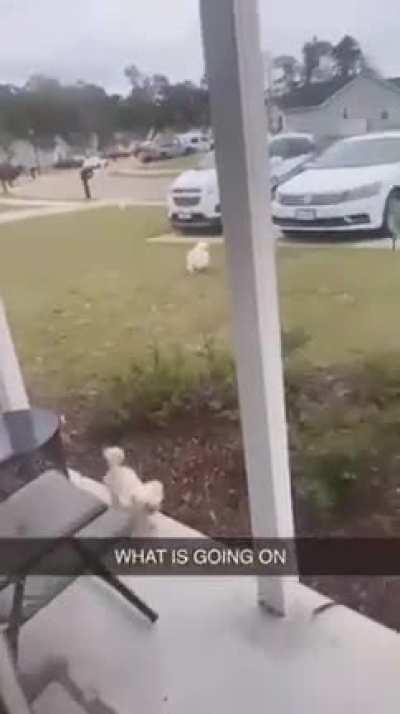 The way they just kept spawning in 😂