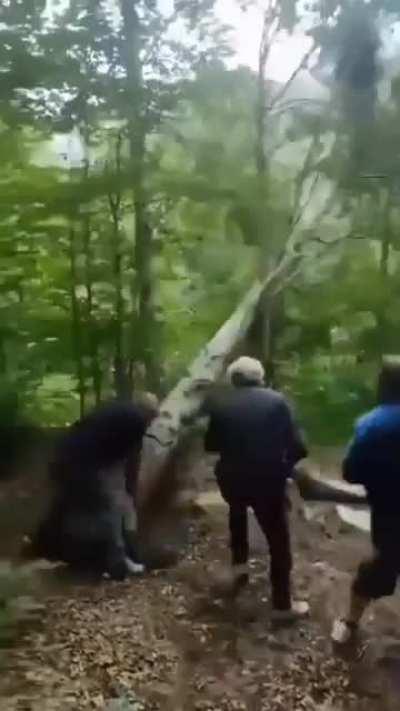 Let me stand next to this falling tree!