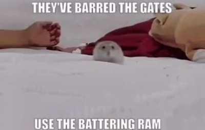 THEY'VE BARDERED THE GATES