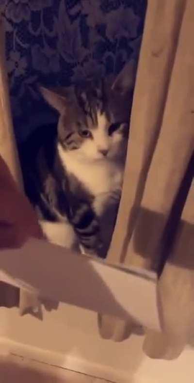 Apparently cats can read...