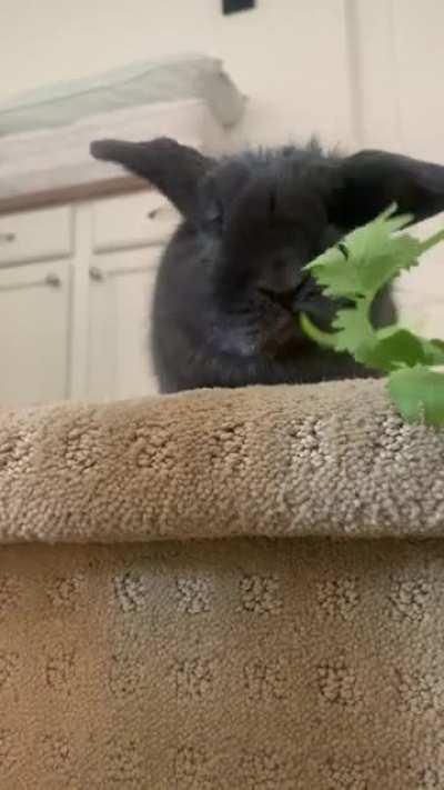 I think he trained me into giving him treats