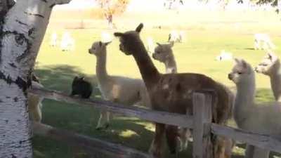 Alpacas startled by kitten