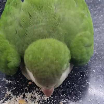Does anyone know why my parrot flaps its wings and moves its head?