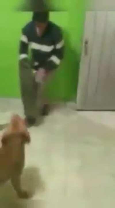 Who gave a dog a sword