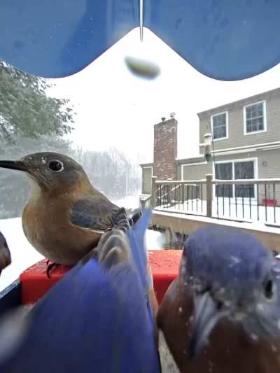 Bluebird family stocking up on bread and milk for the snow storm