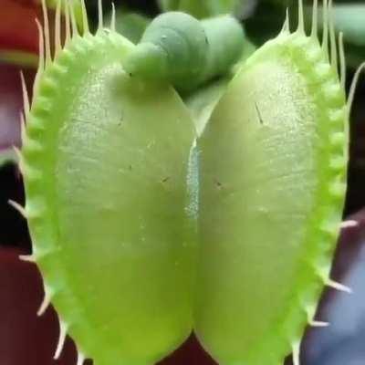 The hungry caterpillar got a bit too hungry..