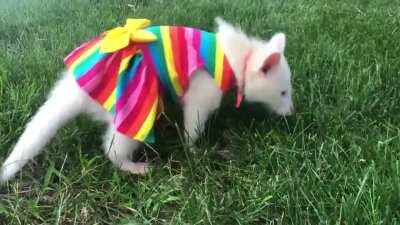 Pearl the albino raccoon playing outside in her sundress.