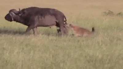 The moment a Hyena bites the testicles on a Buffalo, their notorious and crude, but brutally effective method to incapacitate their prey.