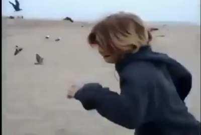 Giving seagulls laxatives