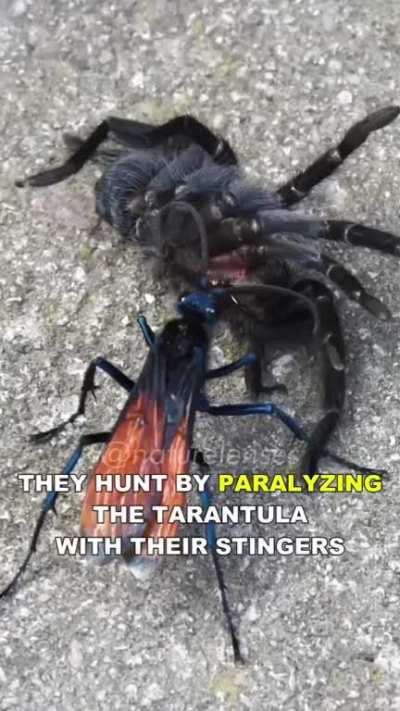 ð¥Tarantula Hawk wasp can be found in the deserts of the southwest in the US. It's sting has been awarded second place on the Schmidt sting pain index.