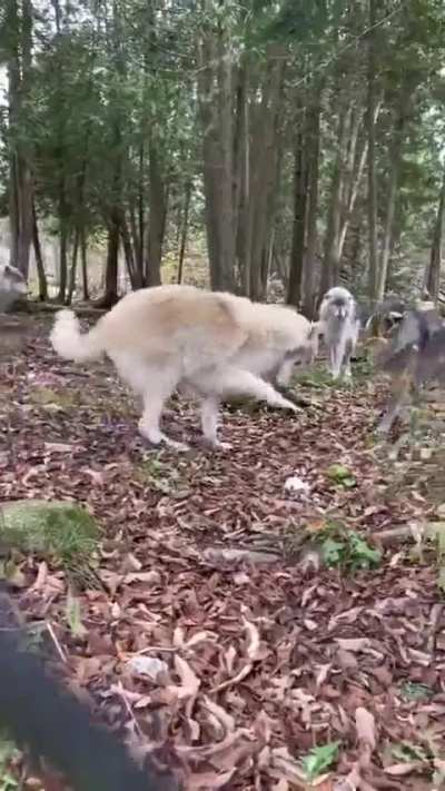 His ass is not made for the wild