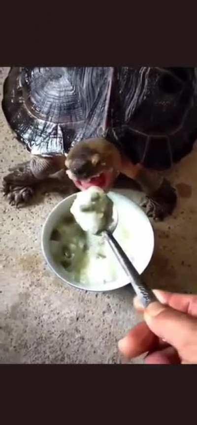 Let's share our food 🐢❤️