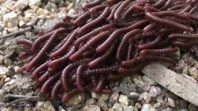 Crossing the road together