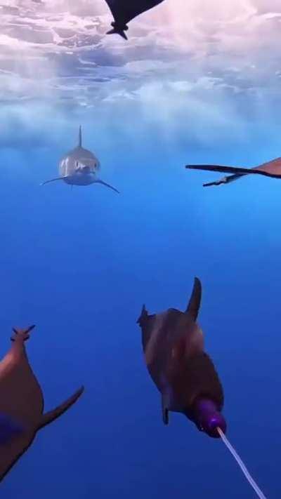 Motor boat doing 40-45mph. Mako shark catches up in seconds. How fast was mako going?