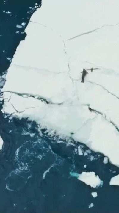 Orcas create wave to hunt a seal.