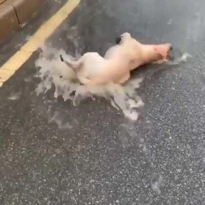 Just playin' in the rain. What a glorious feeling. I'm happy again. 🎵