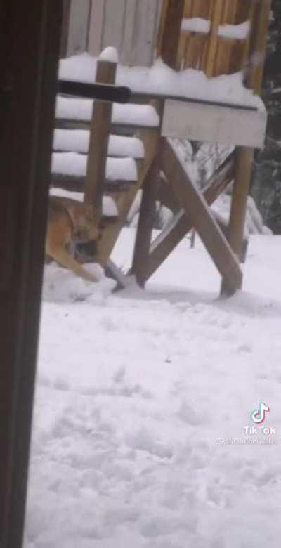 Doggy makes snowball