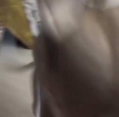 I wanted a dog, not a kangaroo