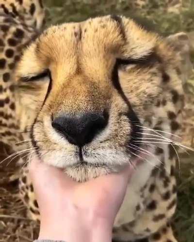 Apparently it's caturday