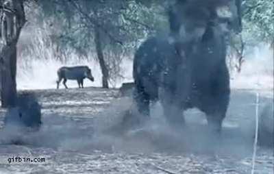 Rhino gets annoyed, tosses a warthog out of the way