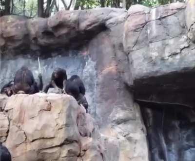 Mama chimp beats her kid for throwing rocks at people