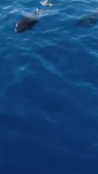 Orcas on a dolphin hunt 