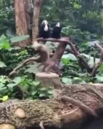 😳😳👉🐒⤴️⤵️➡️