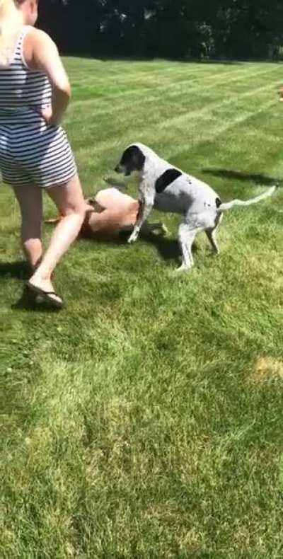 First day my dogs met 🥺